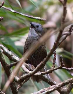 淡喉鹩鹛 / Pale-throated Wren-Babbler / Spelaeornis kinneari