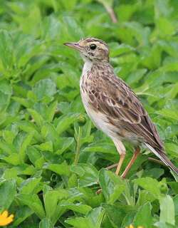 澳洲鹨 / Australian Pipit / Anthus australis