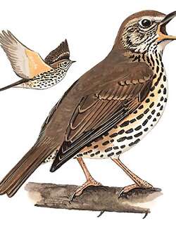 欧歌鸫 / Song Thrush / Turdus philomelos
