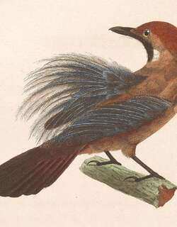 绒背纹胸鹛 / Fluffy-backed Tit-Babbler / Macronus ptilosus