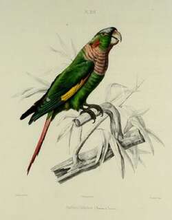褐胸鹦哥 / Flame-winged Parakeet / Pyrrhura calliptera