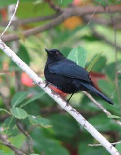 黑嘲鸫 / Black Catbird / Melanoptila glabrirostris