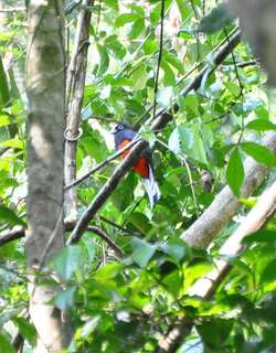 拜氏美洲咬鹃 / Baird’s Trogon / Trogon bairdii