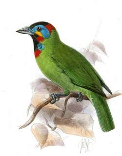 加里曼丹拟䴕 / Bornean Barbet / Psilopogon eximius