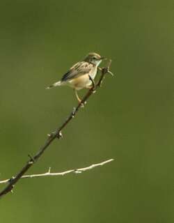 短翅扇尾莺 / Short-winged Cisticola / Cisticola brachypterus