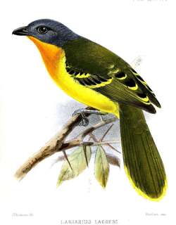 中非丛鵙 / Lagden’s Bushshrike / Malaconotus lagdeni