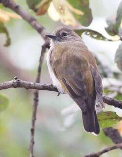 绿背蜜䴕 / Green-backed Honeybird / Prodotiscus zambesiae