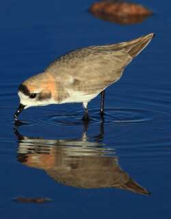 山鸻 / Puna Plover / Charadrius alticola