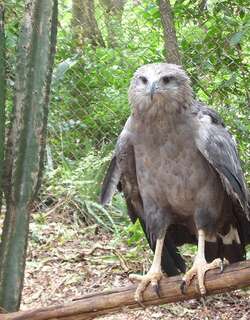 冕雕 / Chaco Eagle / Buteogallus coronatus