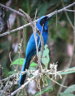 黑领蓝头鹊 / Black-collared Jay / Cyanolyca armillata
