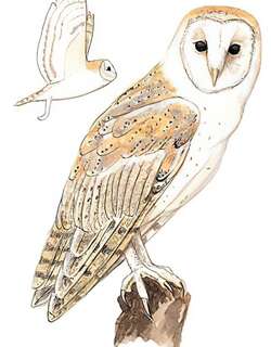 仓鸮 / Eastern Barn Owl / Tyto javanica