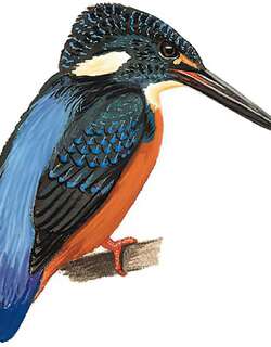 斑头大翠鸟 / Blyth’s Kingfisher / Alcedo hercules