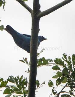 蓝鹃鵙 / Blue Cuckooshrike / Cyanograucalus azureus