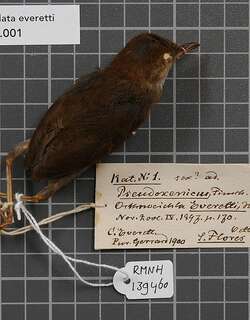 帝汶短尾莺 / Timor Stubtail / Urosphena subulata