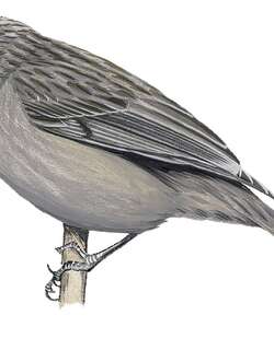 铅色嗜蜜鸟 / Leaden Honeyeater / Ptiloprora plumbea