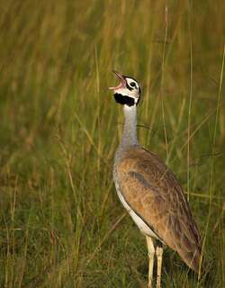 白腹鸨 / White-bellied Bustard / Eupodotis senegalensis