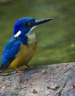 半领翠鸟 / Half-collared Kingfisher / Alcedo semitorquata