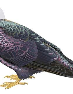 黄腿鸽 / Yellow-legged Pigeon / Columba pallidiceps