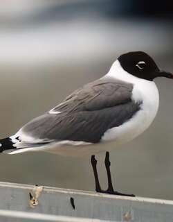弗氏鸥 / Franklin’s Gull / Leucophaeus pipixcan