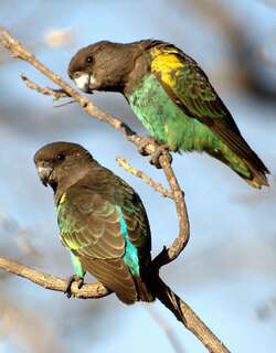 麦耶氏鹦鹉 / Meyer’s Parrot / Poicephalus meyeri