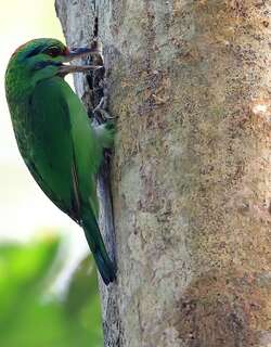 绿喉拟啄木鸟 / Turquoise-throated Barbet / Psilopogon chersonesus