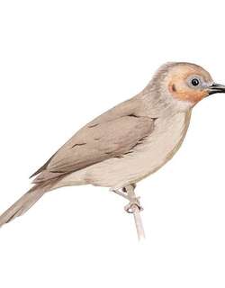 睁眼鹎 / Bare-faced Bulbul / Nok hualon