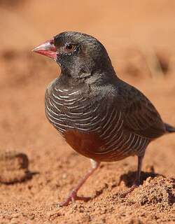 黑领鹑雀 / Quailfinch / Ortygospiza atricollis