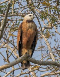 黑领鹰 / Black-collared Hawk / Busarellus nigricollis