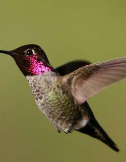 安氏蜂鸟 / Anna’s Hummingbird / Calypte anna