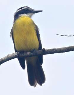 小食蝇霸鹟 / Lesser Kiskadee / Philohydor lictor