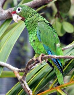 波多黎各鹦哥 / Puerto Rican Amazon / Amazona vittata