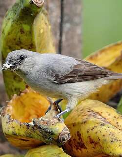 纯色唐加拉雀 / Plain-colored Tanager / Tangara inornata