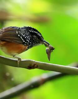 秘鲁歌蚁鸟 / Peruvian Warbling Antbird / Hypocnemis peruviana
