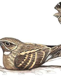 林夜鹰 / Savanna Nightjar / Caprimulgus affinis