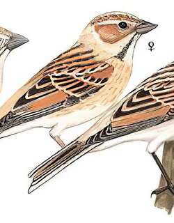 芦鹀 / Common Reed Bunting / Emberiza schoeniclus