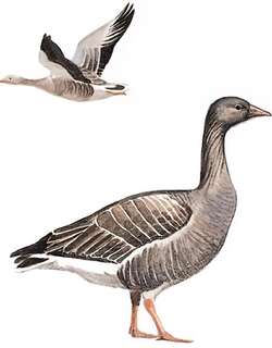 灰雁 / Greylag Goose / Anser anser