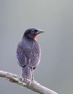 彭巴草地鹨 / Red-breasted Blackbird / Leistes militaris