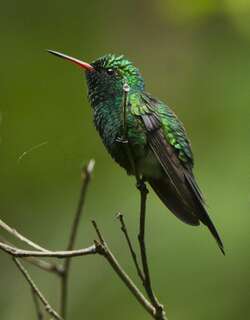 金腹翠蜂鸟 / Golden-crowned Emerald / Cynanthus auriceps