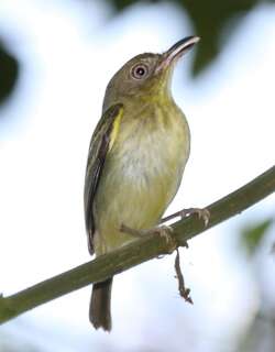 南弯嘴霸鹟 / Southern Bentbill / Oncostoma olivaceum