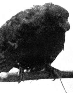 齿嘴鸠 / Tooth-billed Pigeon / Didunculus strigirostris