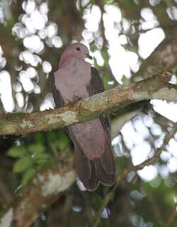 短嘴鸽 / Short-billed Pigeon / Patagioenas nigrirostris
