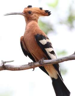 非洲戴胜 / African Hoopoe / Upupa africana