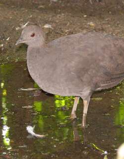 灰穴䳍 / Cinereous Tinamou / Crypturellus cinereus