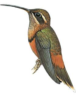 黑喉隐蜂鸟 / Black-throated Hermit / Phaethornis atrimentalis