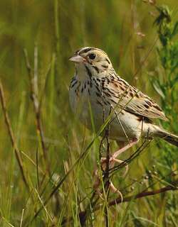 贝氏草鹀 / Baird’s Sparrow / Centronyx bairdii