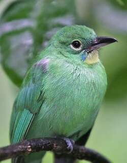 大绿叶鹎 / Greater Green Leafbird / Chloropsis sonnerati