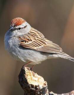 棕顶雀鹀 / Chipping Sparrow / Spizella passerina