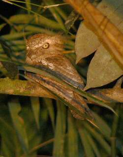 巴拉望蟆口鸱 / Palawan Frogmouth / Batrachostomus chaseni