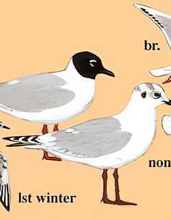 黑嘴鸥 / Saunders’s Gull / Chroicocephalus saundersi