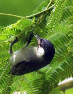 白耳锥嘴雀 / White-eared Conebill / Conirostrum leucogenys